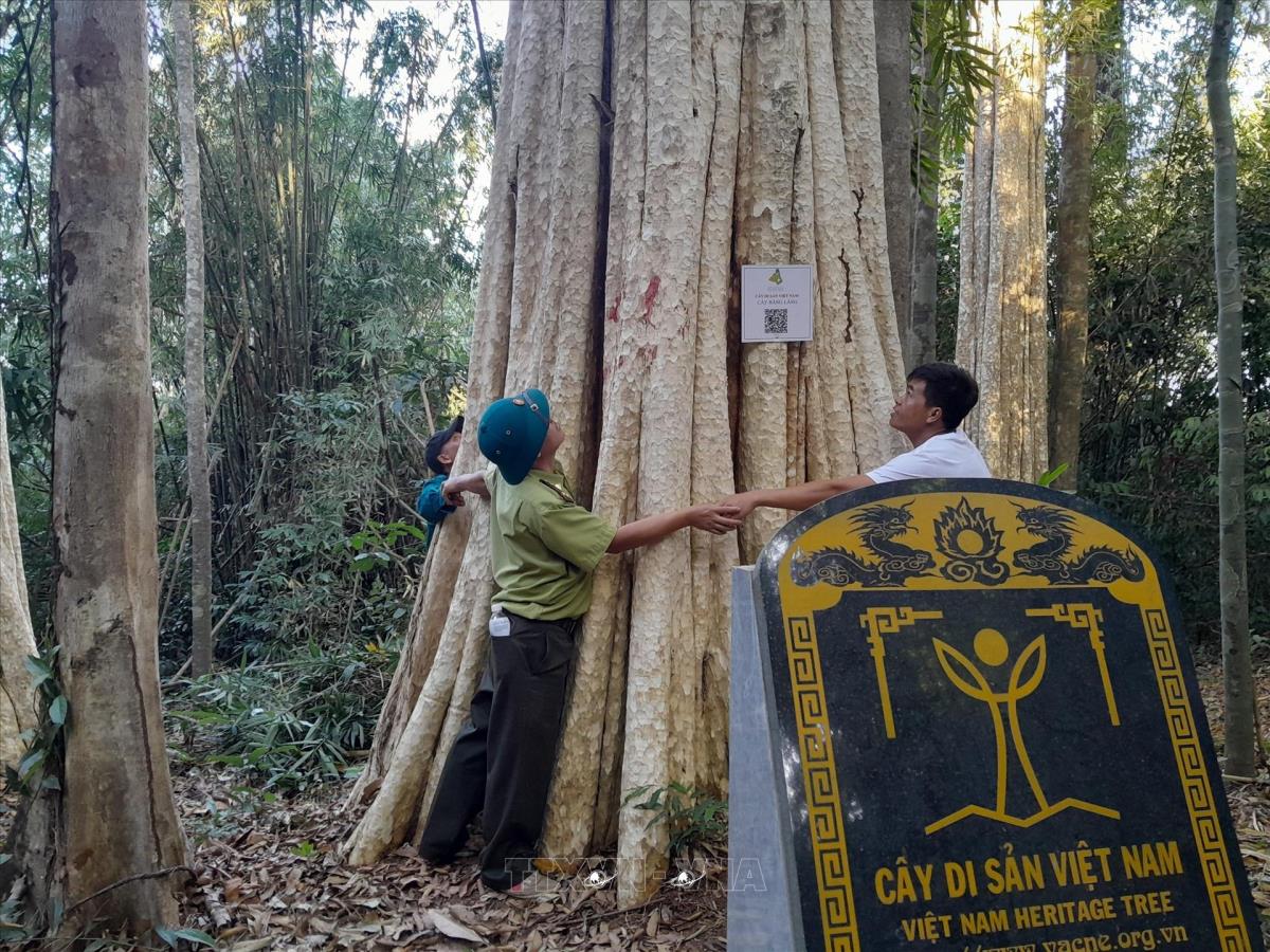 Những Cây Di sản Việt nam tại Phú Quốc