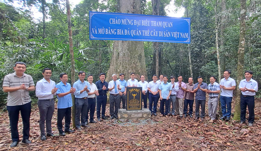 Những Cây Di sản Việt nam tại Phú Quốc